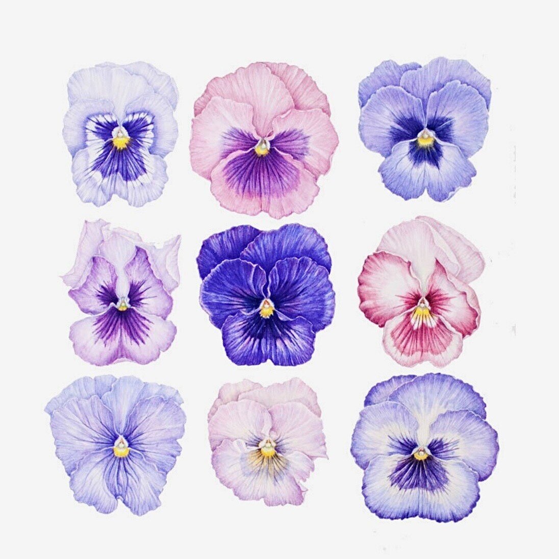 ROCHE image for Spring Studio Focus - pansies