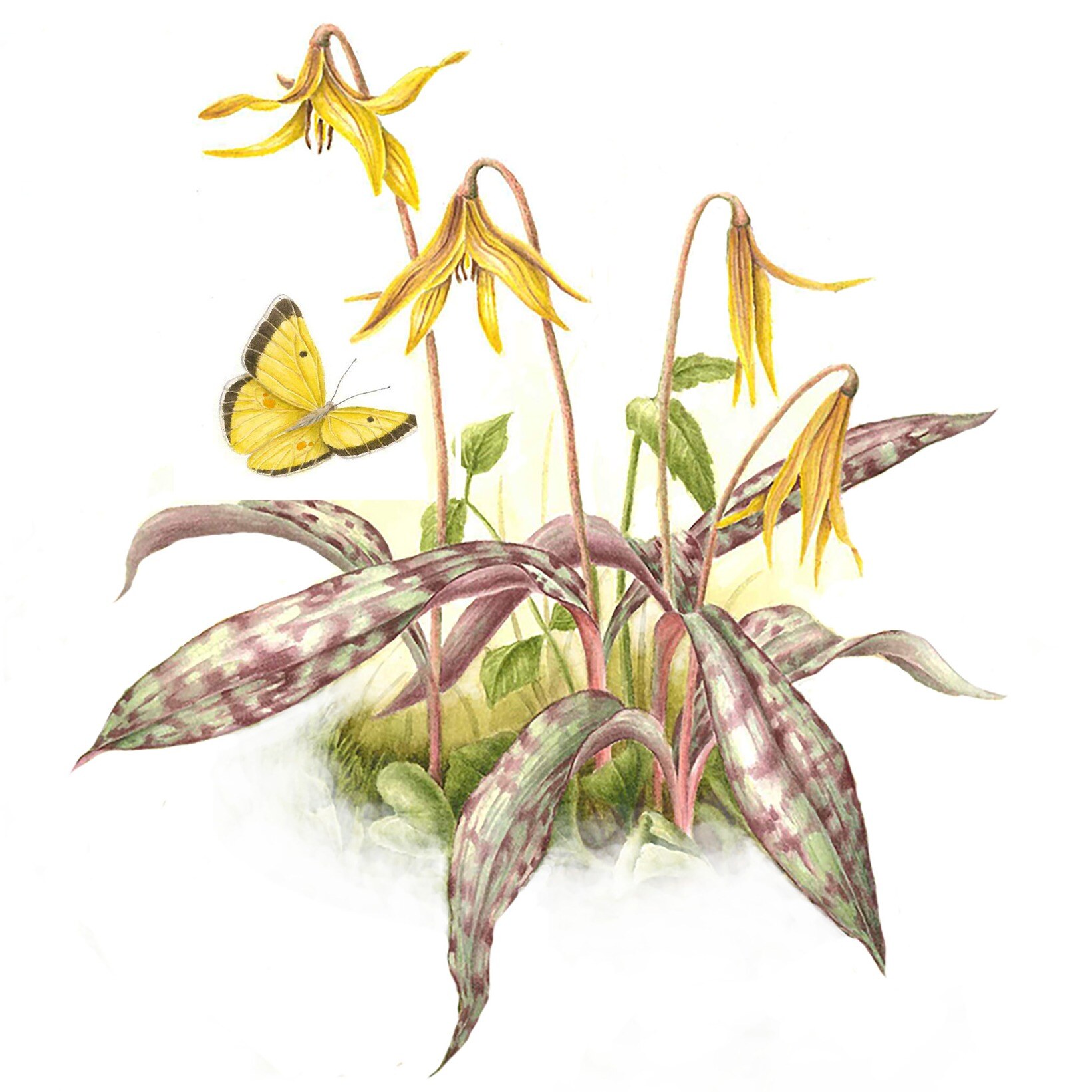 ROGERS KNOX Trout Lily with Pollinator image