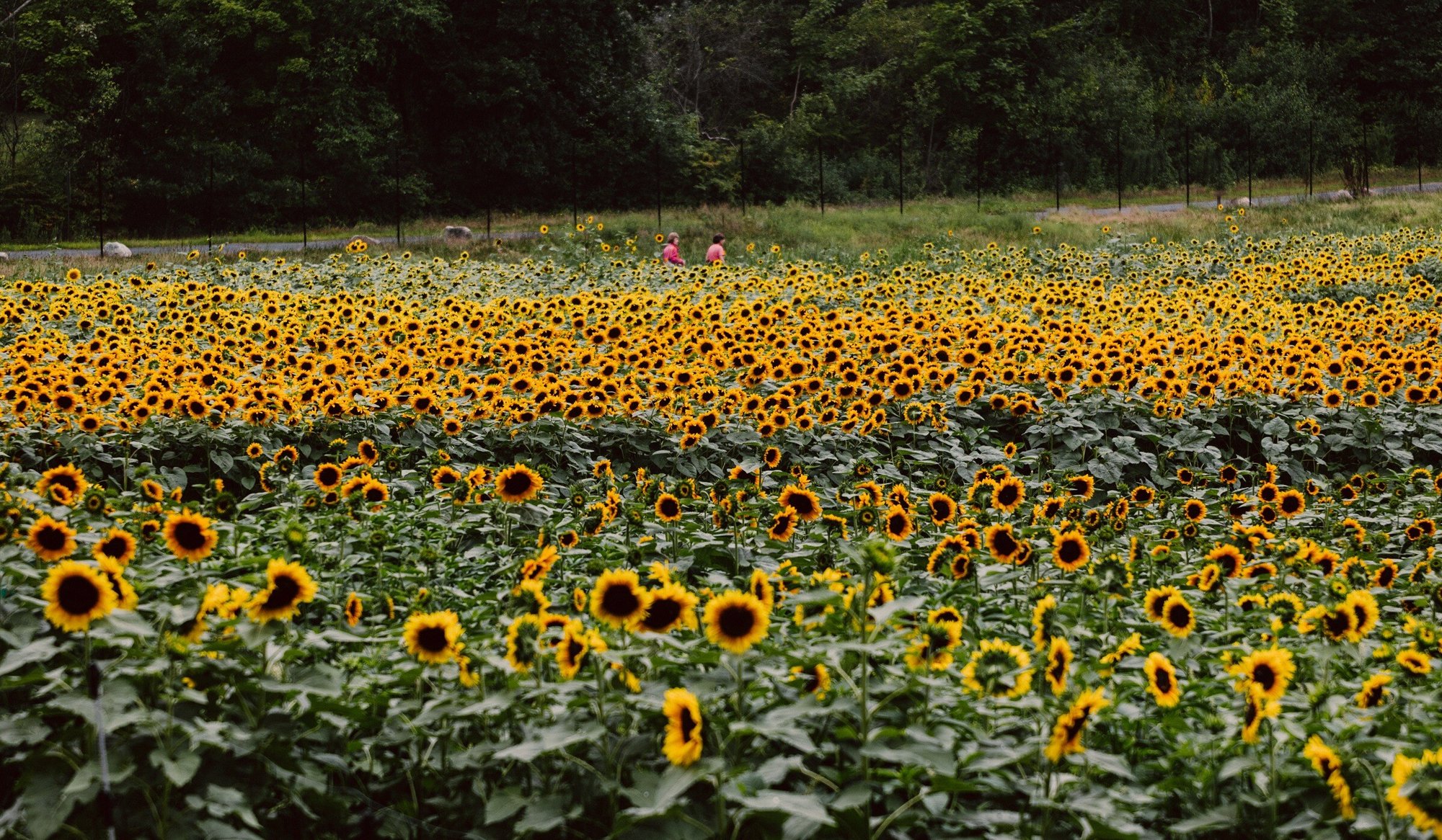 ElmBank-Sunflowersl-0221