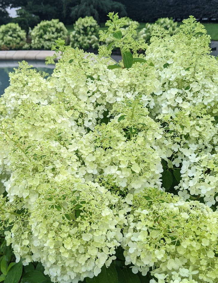 Hydrangea paniculata 'Bobo' in the Italianate Garden at Elm Bank, 2022