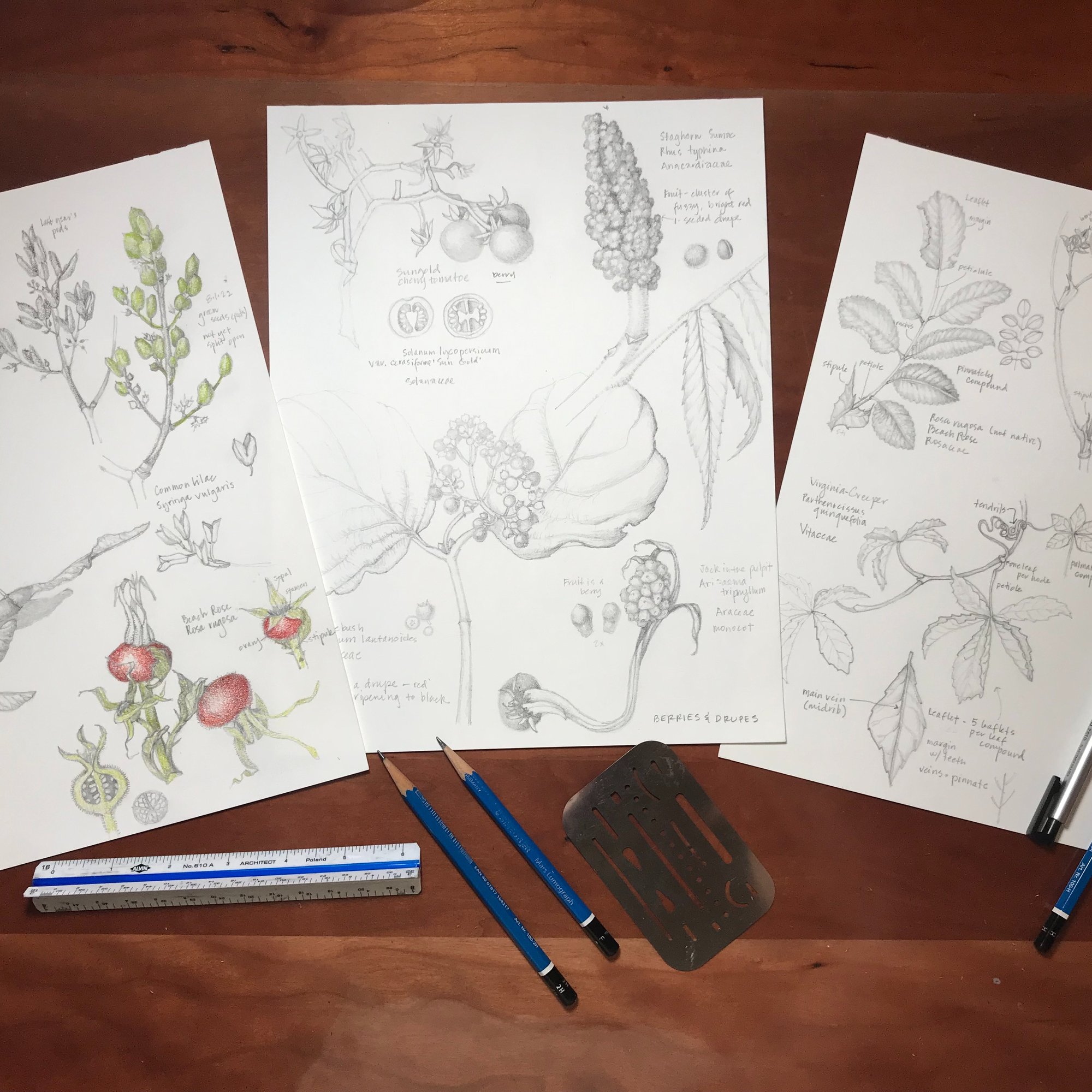 Meier Drawing Botany in a Day image