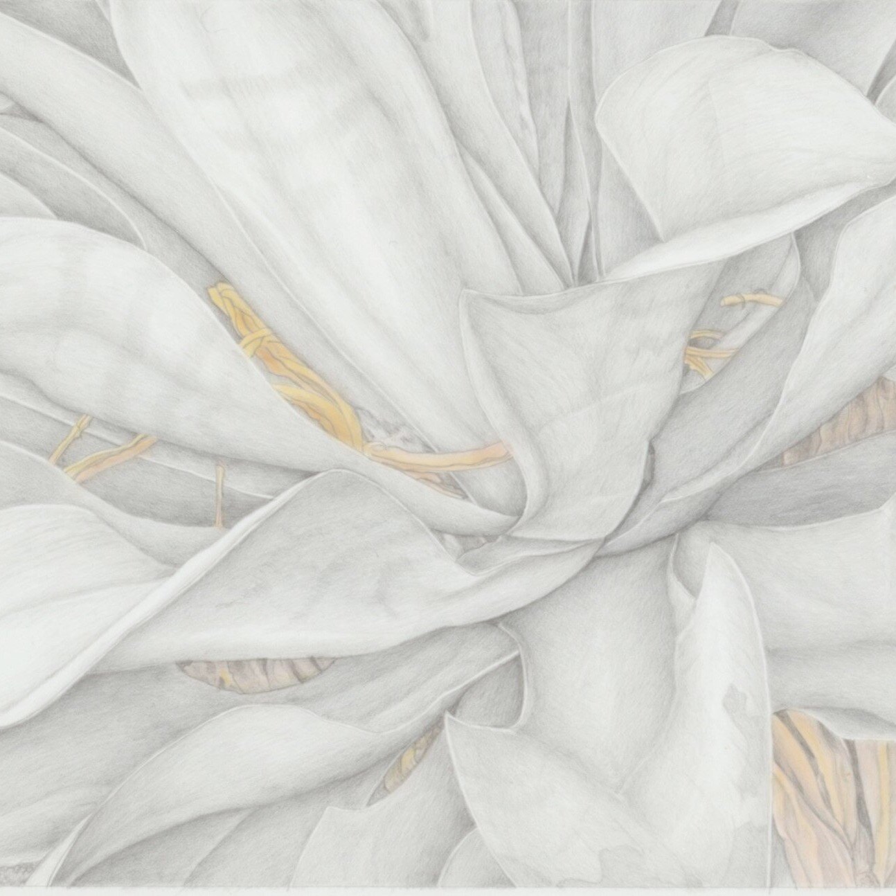 Miranda Kathie Drawing Botanicals with Silverpoint - image 2-1