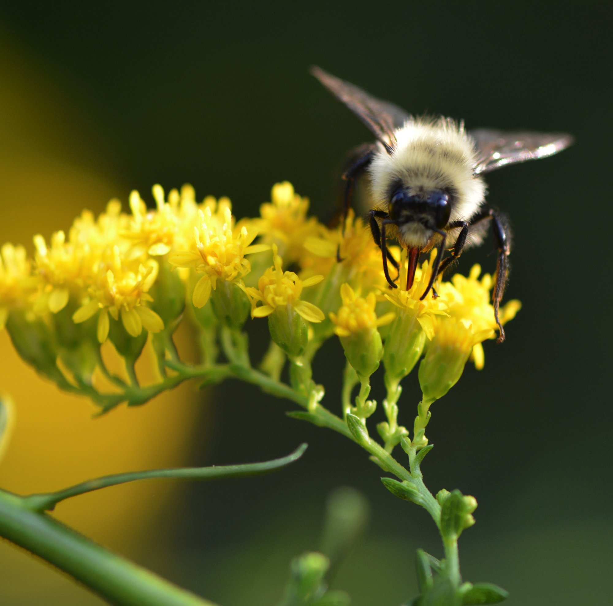 Solidago and bumble bee_ Kim Eierman