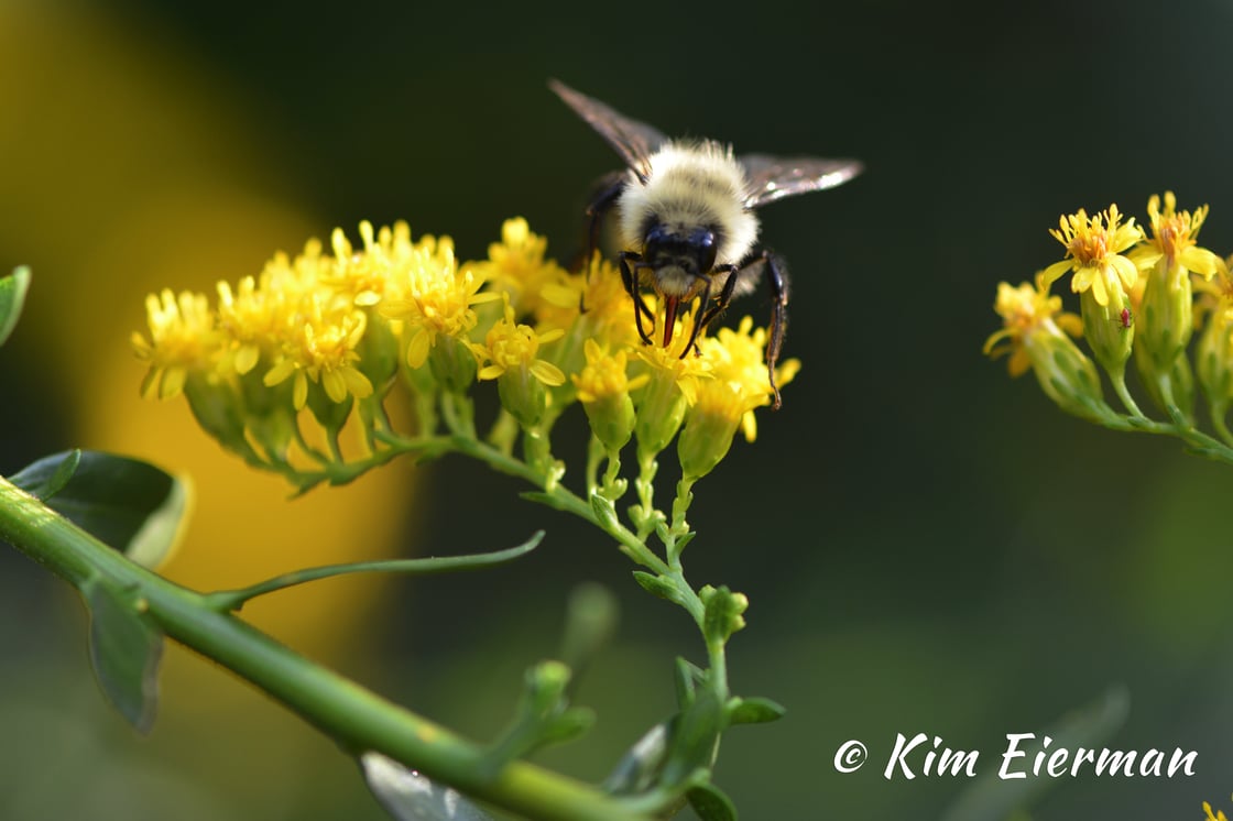 Solidago and bumble bee (1)Favorites__230418 Creating a Succession of Bloom in the Native Garden